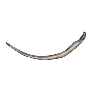 Inferior articular facet of head of 11th rib (#21727)