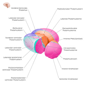 Thalamic nuclei (German)
