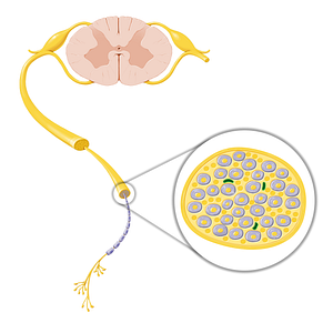 Vasa nervorum (#20772)