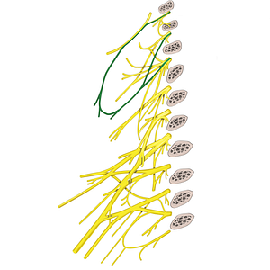 Ansa cervicalis (#664)