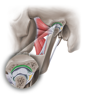 Mandibular fossa of temporal bone (#18870)