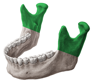 Ramus of mandible (#8726)