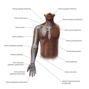 Main veins of the upper limb (Spanish)