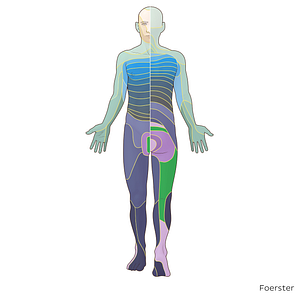 S2 dermatome (#20845)
