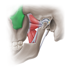 Zygomatic bone (#18881)
