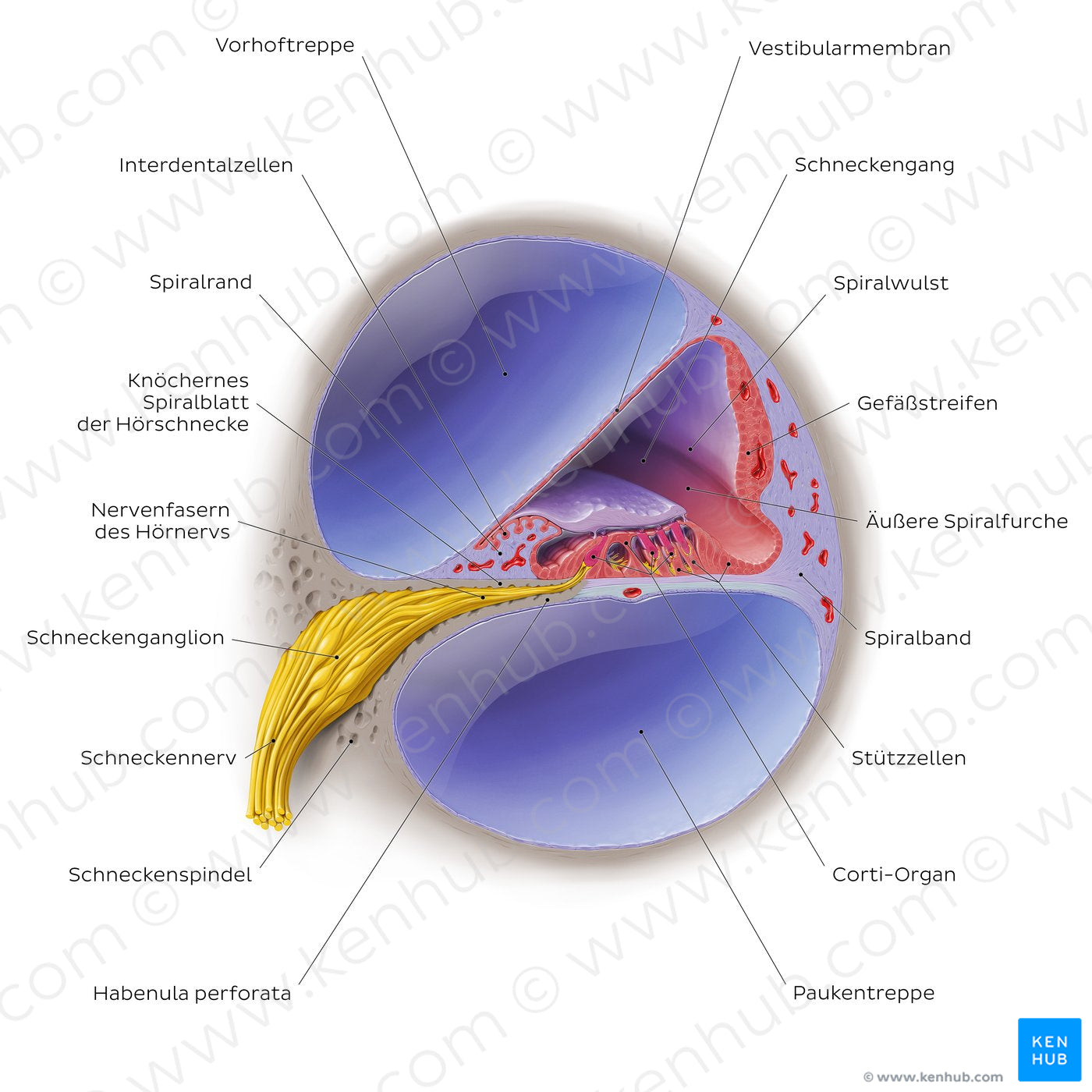 Cochlea cross section (German) Kenhub Image License Store