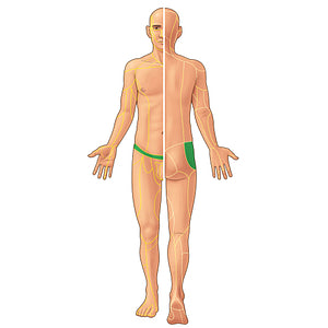 Iliohypogastric nerve (#21877)