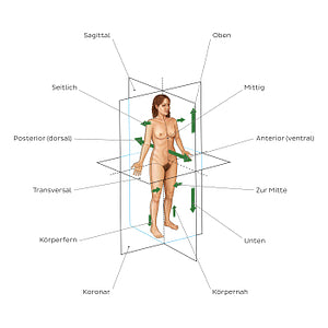 Directional terms and body planes (German)