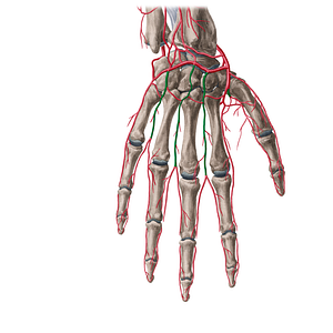 Dorsal metacarpal arteries (#1171)