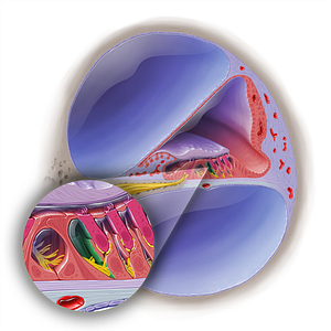 Intermediate tunnel of spiral organ (#19112)