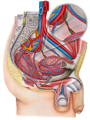 Left inferior vesical vein (#10680)