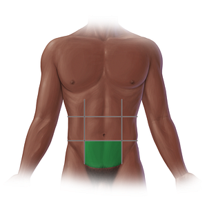 Hypogastric region (#20707)