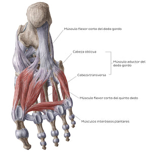 3rd and 4th plantar layers of the foot (Spanish)