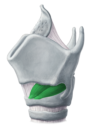 Cricothyroid muscle (#5284)
