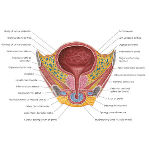 Male urinary bladder (English)