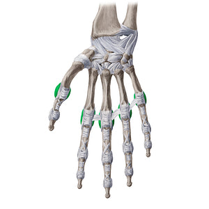Collateral metacarpophalangeal ligaments (#19988)