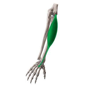 Extensor carpi radialis brevis muscle (#5306)