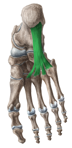 Long plantar ligament (#4596)