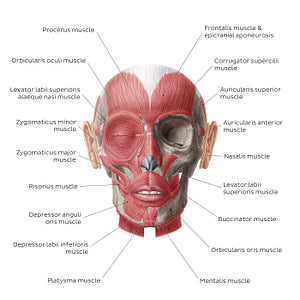 Muscles of facial expression (English)