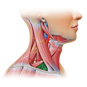 Omoclavicular triangle (#17939)