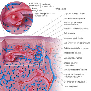 Spleen microcirculation (EN-LT version) (Latin)