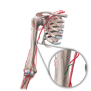 Nutrient artery of humerus (#18928)