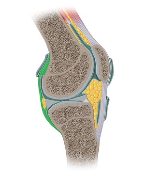 Articular capsule (#16256)