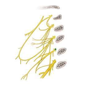 Spinal nerve C4 (#6736)