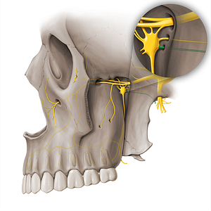 Pharyngeal nerve (#18470)