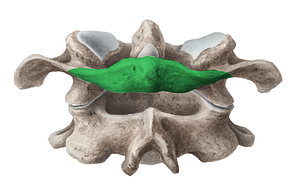Posterior arch of atlas (#852)
