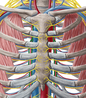 Internal thoracic vein (#10632)
