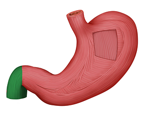 Longitudinal layer of muscular coat of duodenum (#9167)