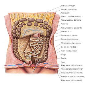 Mesentery (Spanish)