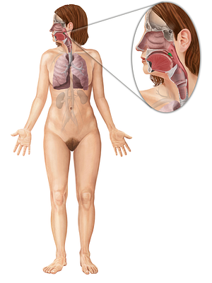 Uvula of palate (#9876)