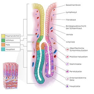 Stomach wall (gastric gland) (German)