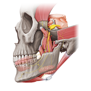 Sublingual nerve (#6779)