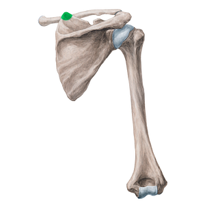 Superior angle of scapula (#15301)