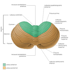 Cerebellum - Superior view (Latin)