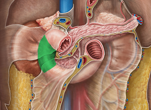 Descending part of duodenum (#7695)