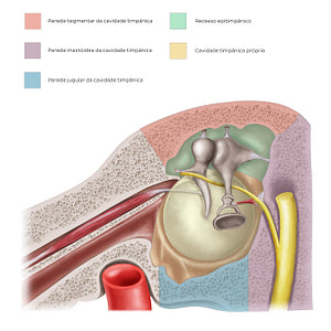 Tympanic cavity walls (Portuguese)