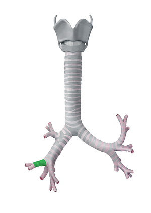 Middle lobar bronchus (#2221)