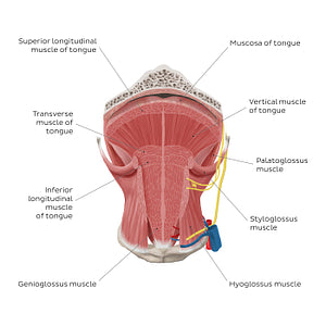 Muscles of the tongue: coronal section (English)