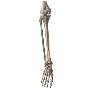 Lateral surface of fibula (#3501)