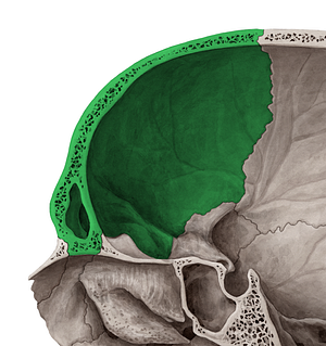 Frontal bone (#7381)
