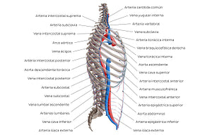 Arteries and veins of the back: Lateral view (Spanish)
