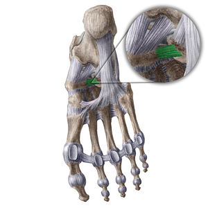 Plantar cuboideonavicular ligament (#18606)