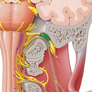 Superior ganglion of vagus nerve (#4024)