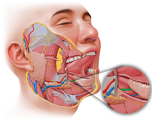 Submandibular duct (#514)