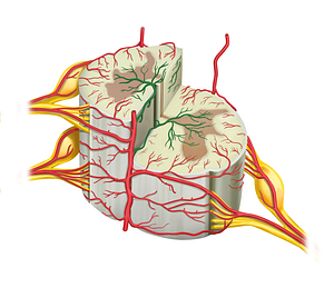 Sulcal arteries (#1216)