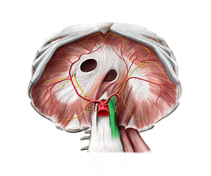 Left crus of diaphragm (#16287)